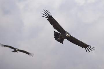 Naklejka premium Wild Andean Condors (Condor Vultur gryphus) flying against a cloudy sky in the Andes Mountains near Santiago in Chile.