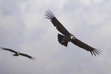 Wild Andean Condors (Condor Vultur gryphus) flying against a cloudy sky in the Andes Mountains near Santiago in Chile.