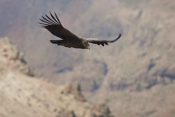 Young Andean Condor (Condor Vultur gryphus) flying against a background of the Andes Mountains near Santiago in Chile.