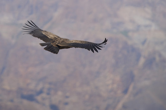 Young Andean Condor (Condor Vultur gryphus) flying against a background of the Andes Mountains near Santiago in Chile.
