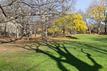 Trees at Central Park