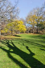 Trees at Central Park