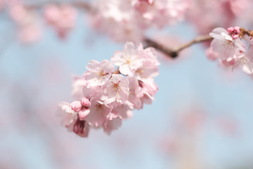 Pink cherry blossom