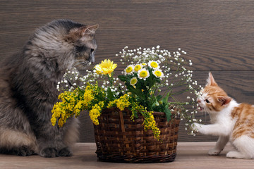 Кошки играют с цветами. Цветы на столе в старой корзине.  Кот большой, серый и пушистый. Котенок маленький, смешной, белый с рыжим. Цветы полевые. Натюрморт с кошками. Фон - темная деревянная доска