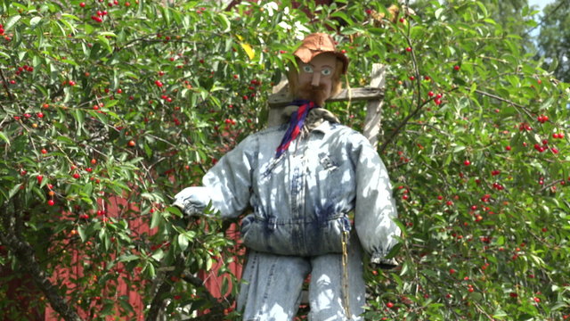 Handmade scarecrow in cherry tree on sunny day in summer, blur focus, 4K
