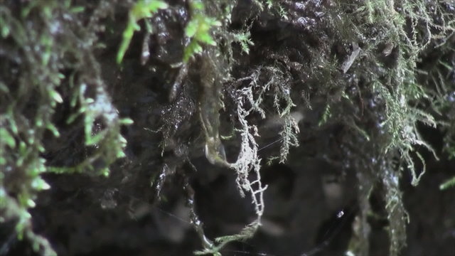 Close up of dripping water from the moss 2.