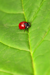 ladybug sitting on a green leaf