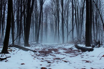 Alone. A remote winter forest immersed in fog with trail leading into the unknown. - Powered by Adobe