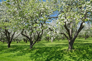 Fototapeta na wymiar Blooming Apple trees in spring garden