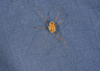 harvestman (Opiliones) on the blue fabric in Tver Region, Russia