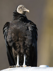 Black Vulture