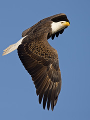 Bald Eagle In Flight