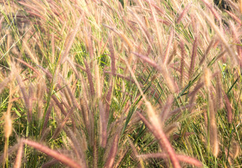 grass  flowers in the  Meadow  with wide