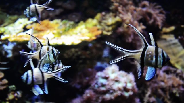 Acquario con pesci
