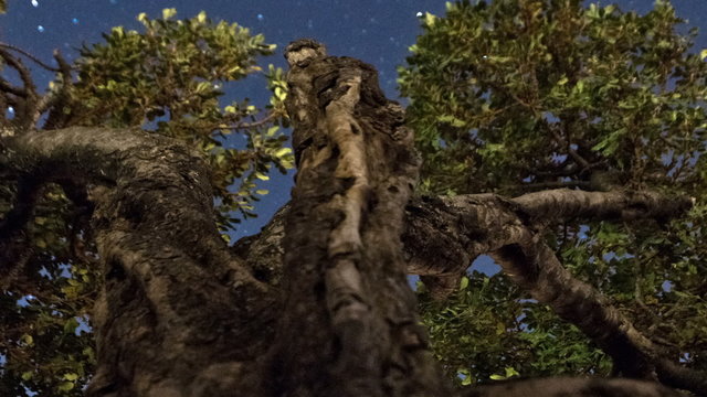Star time-lapse with olive tree in Bethlehem, Israel. Cropped.