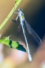 Damselfly