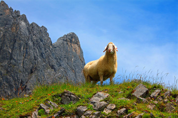 Schaf am Schafisteig