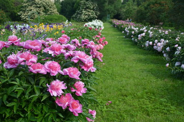 Beautiful peony flowers 