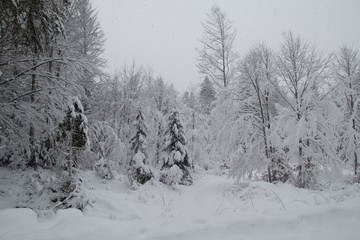 Paesaggio invernale
