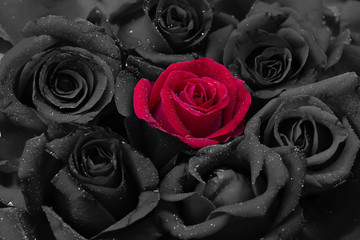 Black and red roses with water drops. valentine  background