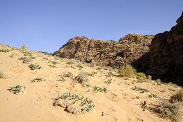 Fototapeta na wymiar Fresh plants on desert sand, Jordan