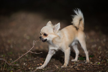 chihuahua pelo lungo
