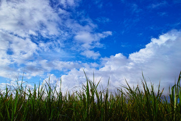 朝のサトウキビ畑と雲