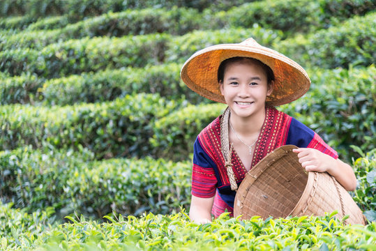 Kid and Green tea field in Angkhang, Chiang mai, Thailand