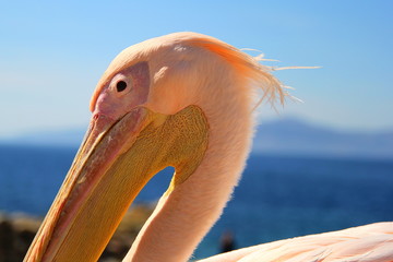 ミコノスのペリカン