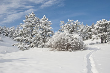 Footpath in the Crimean Mountains, winter time.