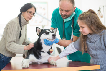 Veterinarian is examining a cute siberian husky with his owners at hospital.