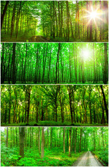 collection panorama forest trees. nature green wood sunlight backgrounds.