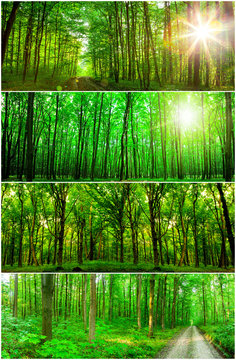 Fototapeta collection panorama forest trees. nature green wood sunlight backgrounds.