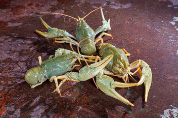 Three live crayfish