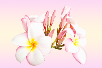 Obraz na płótnie Canvas Pink Plumeria isolated on white