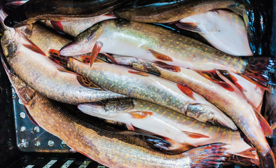 Obraz premium freshly caught pike