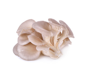  oyster mushrooms  on  white background