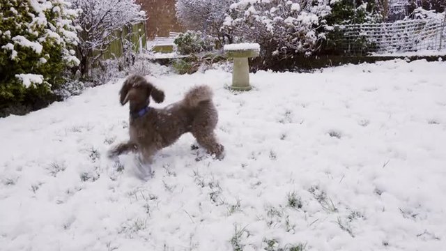 A chocolate miniature Poodle playing excitedly in the snow.