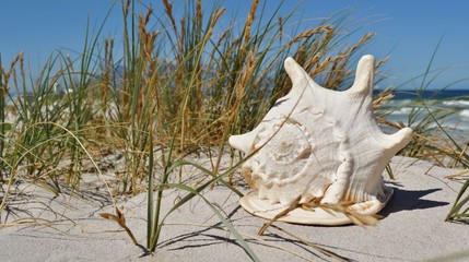 Close up horned helmet snail on the beach