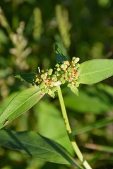 painted spurge grass in garden