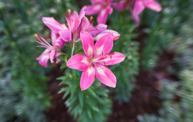 lilly pink