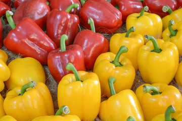 Yellow,Red Sweet pepper.