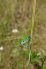 mating dragon fly