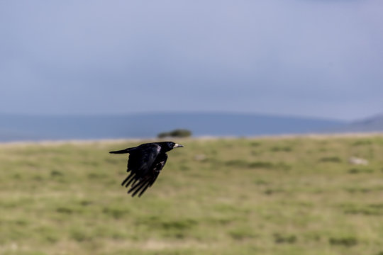 Kr&auml;hen im Dartmoor