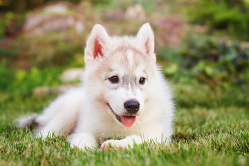 Obraz premium Siberian husky. small puppy lying on the lawn.