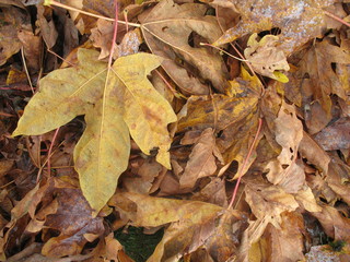 Fall leaves