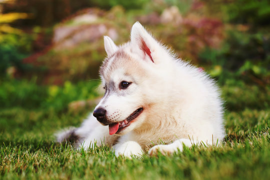 Siberian husky. small puppy lying on the lawn.