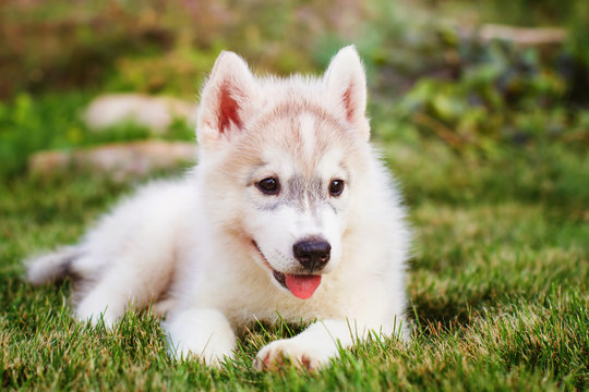 Siberian husky. small puppy lying on the lawn.
