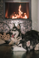 Fototapeta na wymiar A siberian husky is laying on a floor next to a fire place.