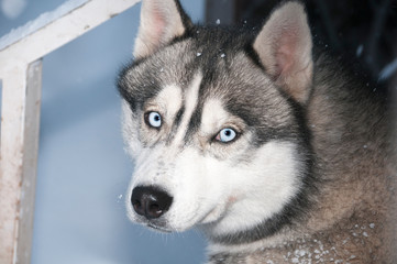 Siberian Husky mit blauen Augen